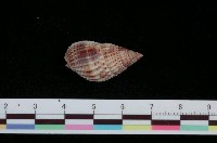 藏品(花織紋螺)的圖片